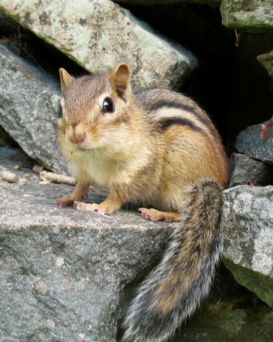 Squirrel Removal Pasco