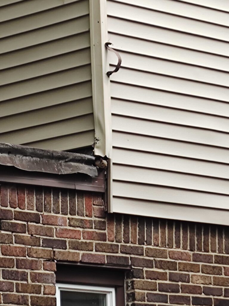 Squirrel Removal Pasco