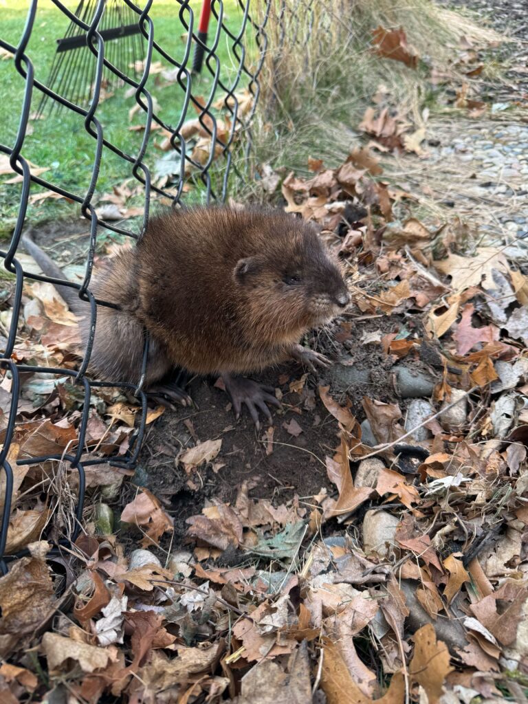 Squirrel Removal Pasco