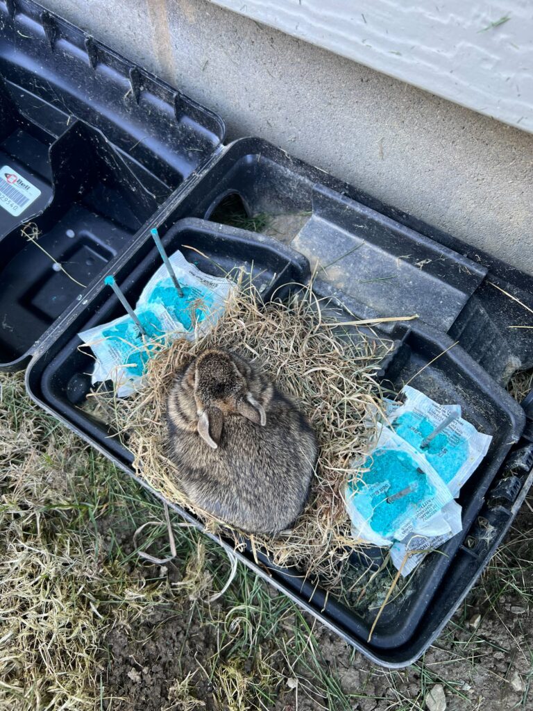 Squirrel Removal Pasco